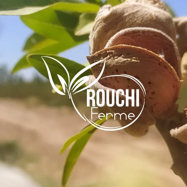 Shooting photos professionnel Algérie